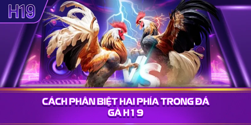 Cách Phân Biệt Hai Phía Trong Đá Gà H19