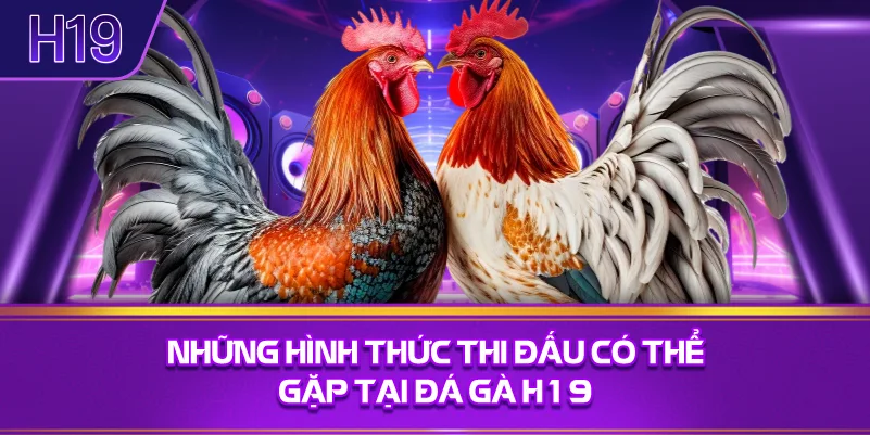 Những Hình Thức Thi Đấu Có Thể Gặp Tại Đá Gà H19